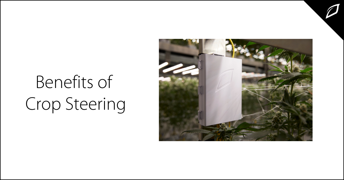 The 4 Phases of Irrigation in Crop Steering Growlink